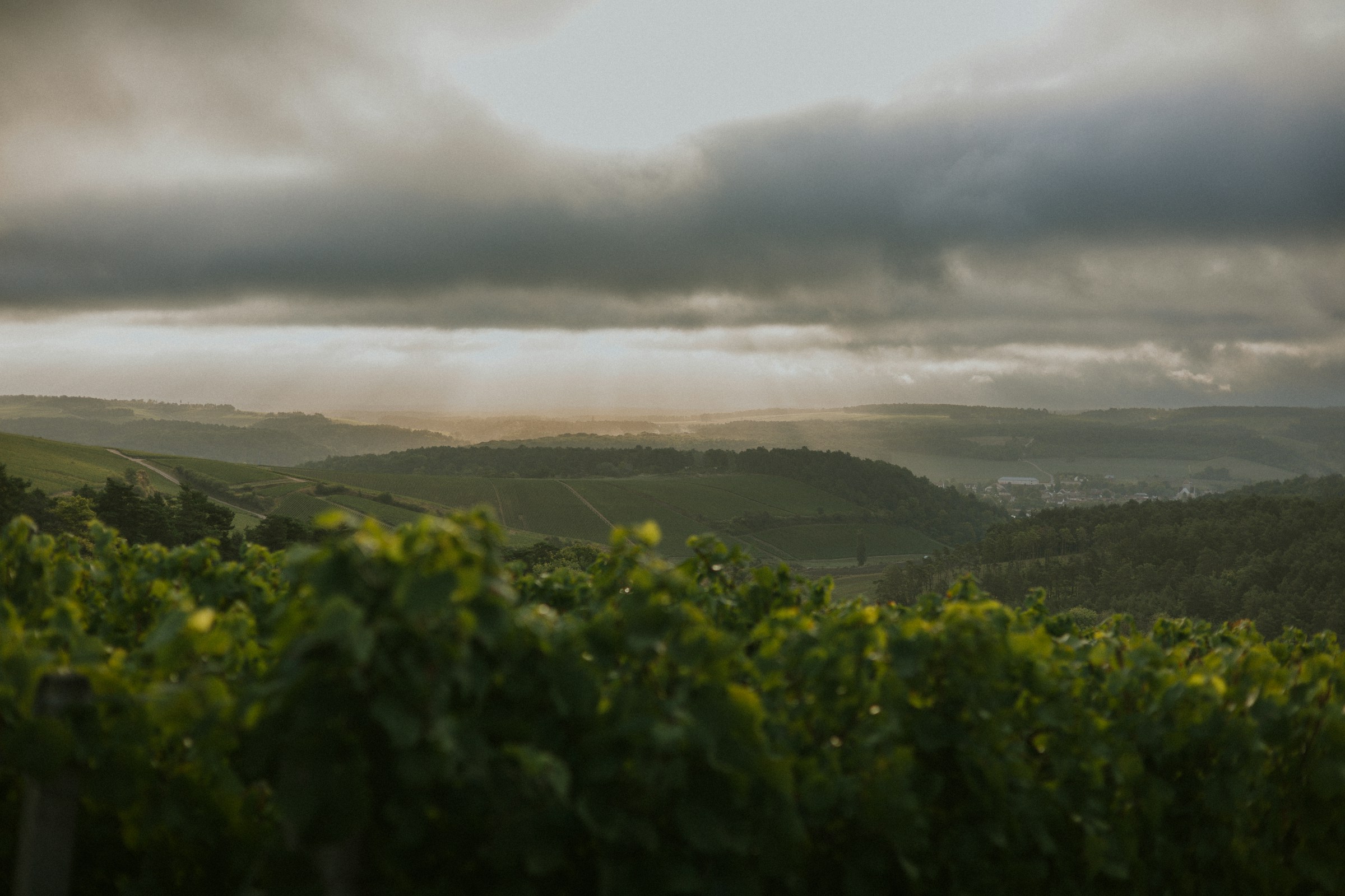 Paysage de vignoble vallonné en Champagne, France